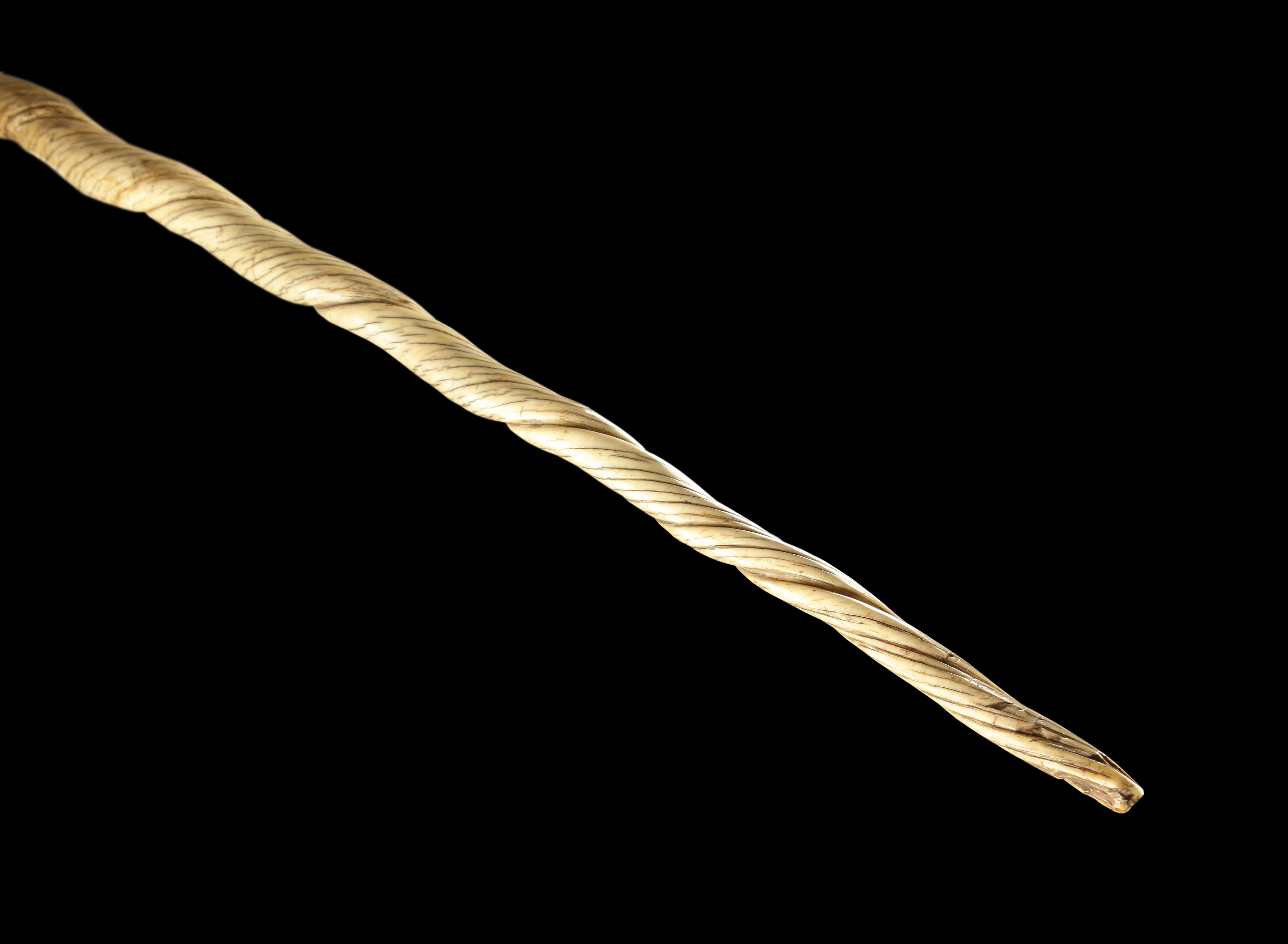 An Exceptional Narwhal Tusk of a Very Early Date 